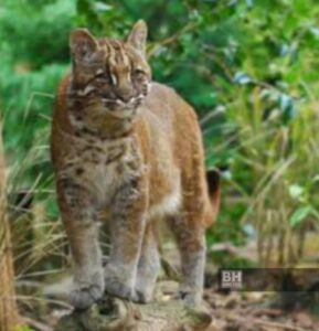 Lelaki cedera diserang haiwan liar dipercayai kucing tulap