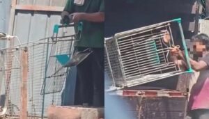 Curi troli pasar raya, jual di kedai besi buruk