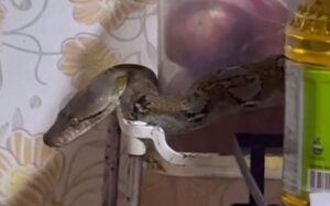 Ular sawa ‘ziarah’ nak makan sup