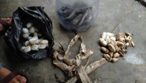 King Cobra eram 41 telur bawah rumah